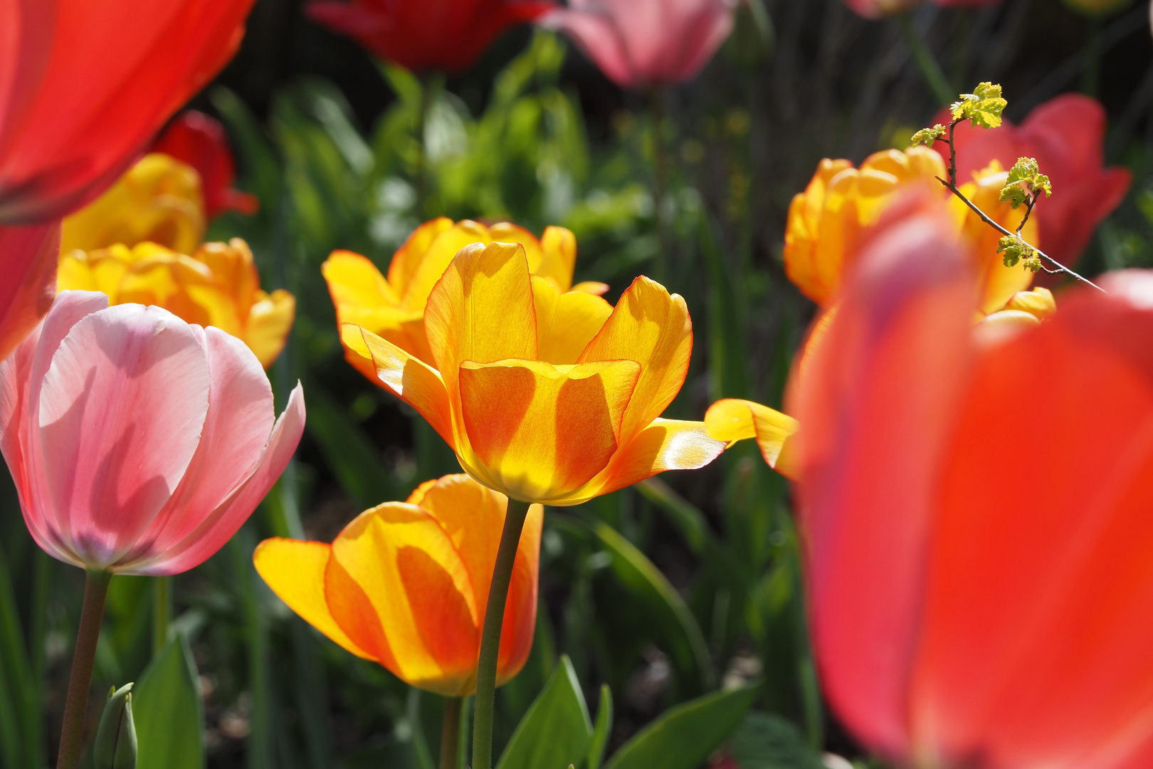 tulpen durchblick