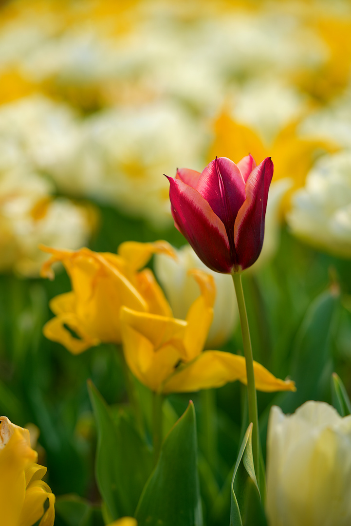 Tulpen