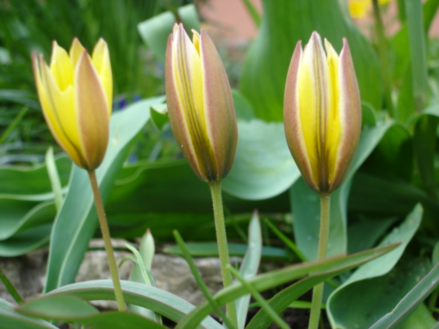 Tulpen