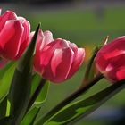 Tulpen