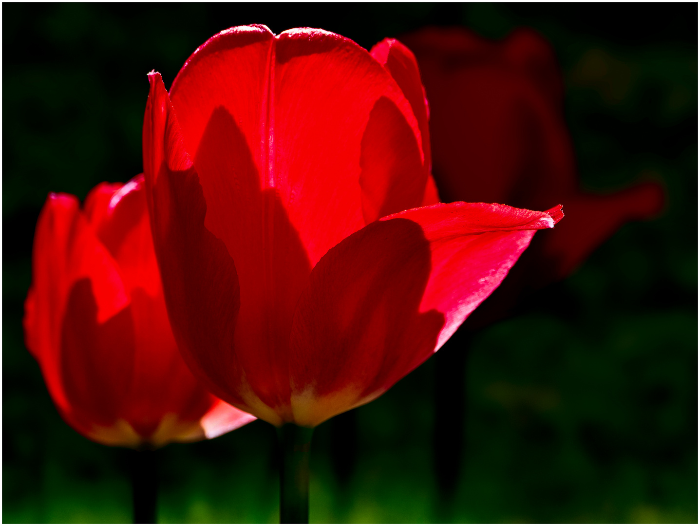 Tulpen