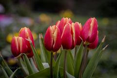 Tulpen 