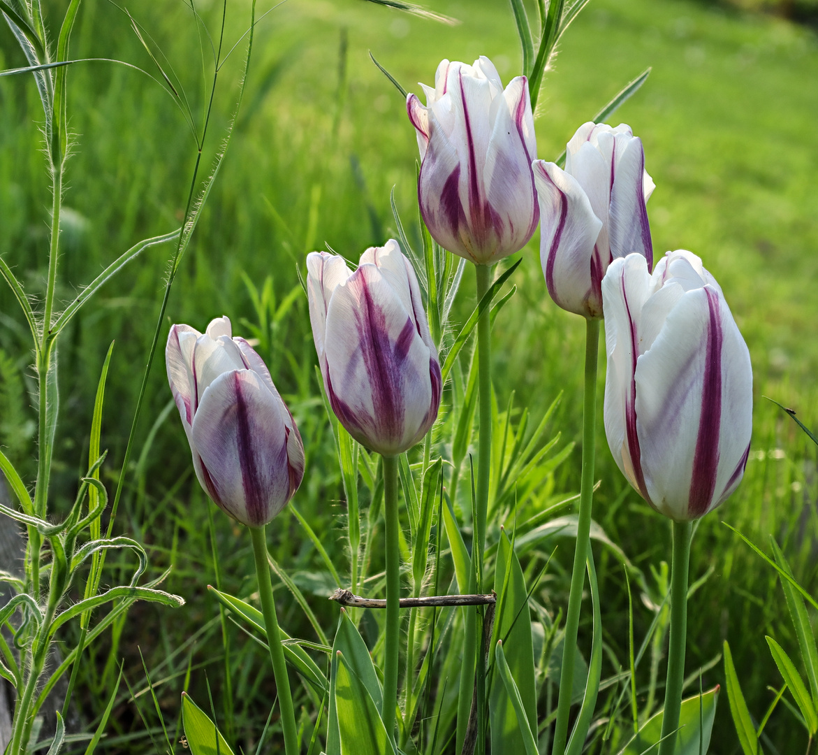 Tulpen 