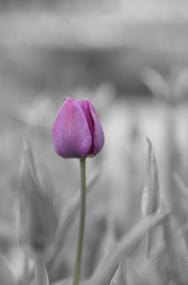 Tulpen