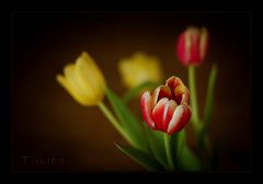 Tulpen