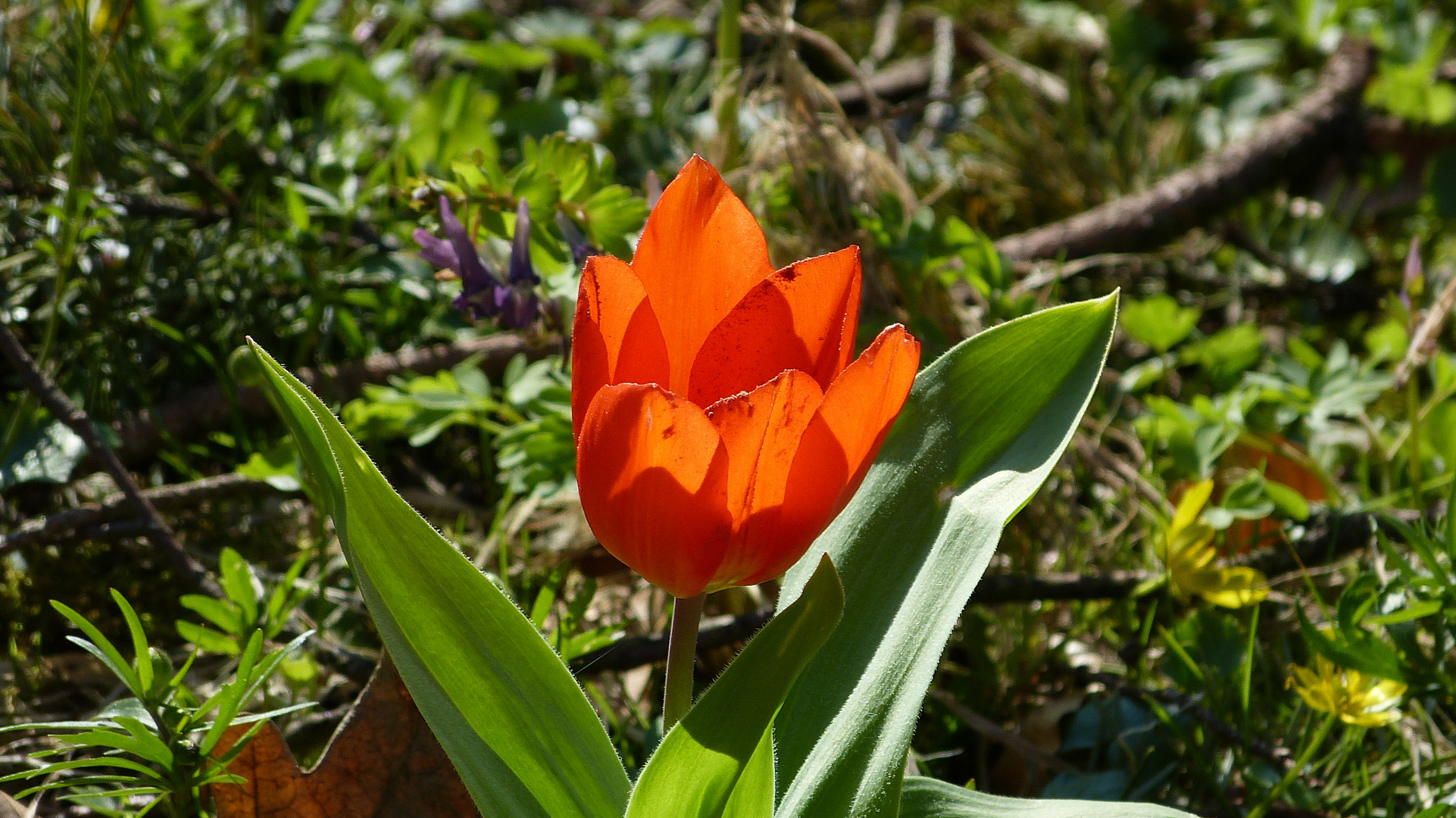 Tulpen