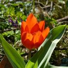 Tulpen