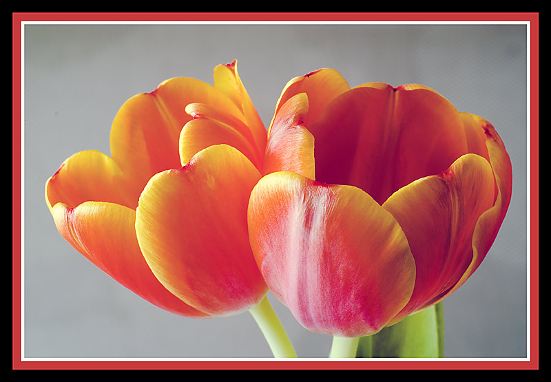 Tulpen