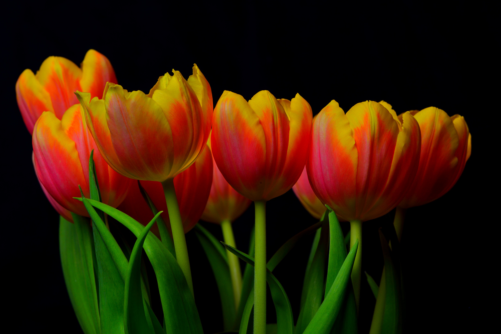 Tulpen