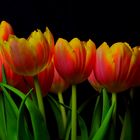 Tulpen