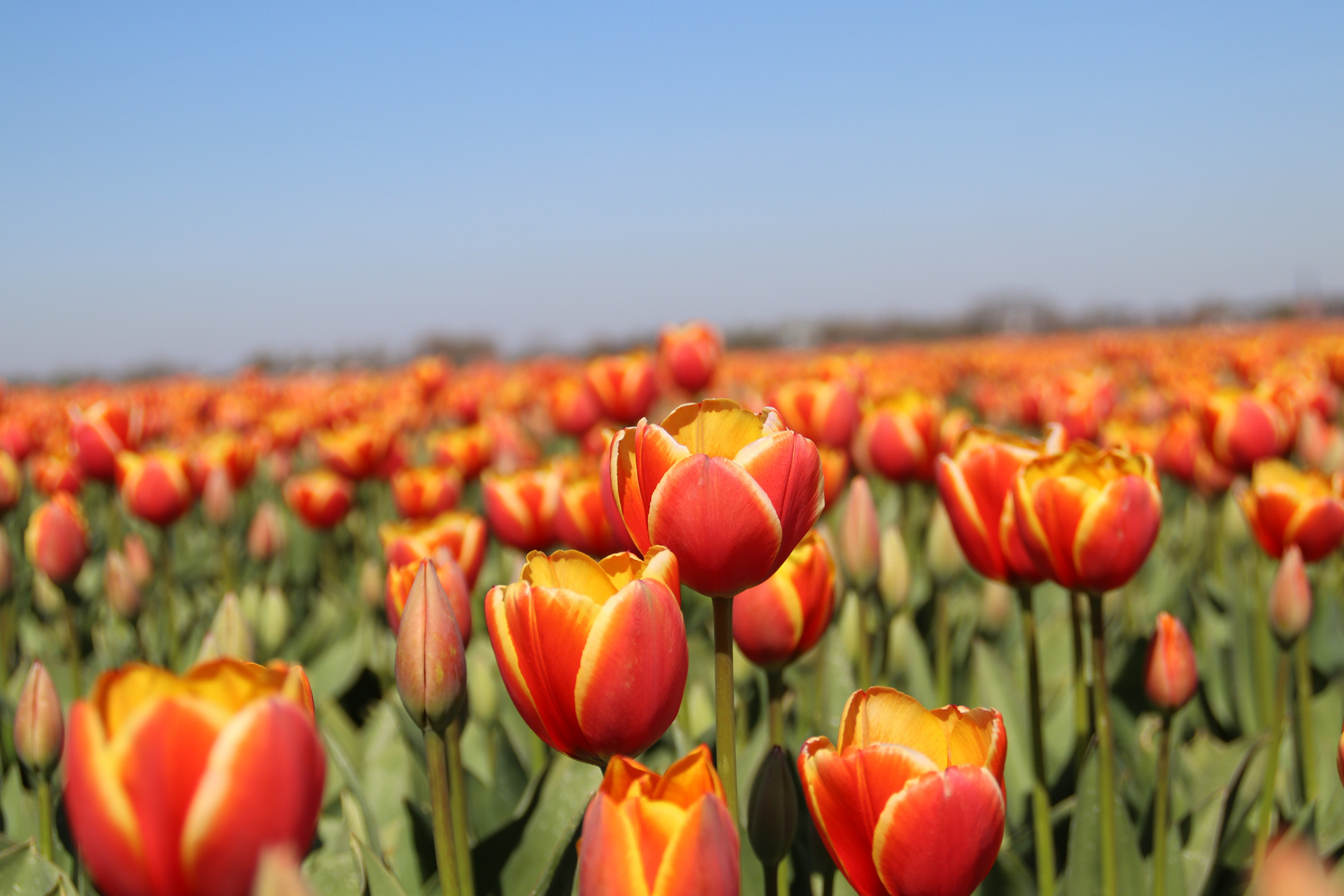 Tulpen