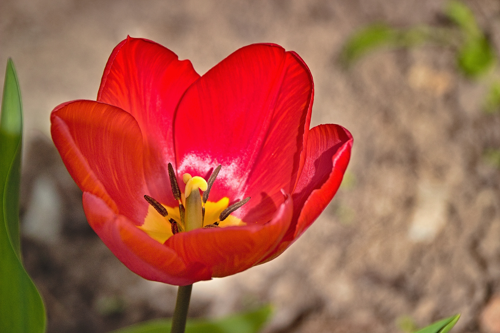 Tulpen