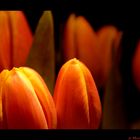 (Tulpen)