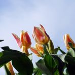 Tulpen