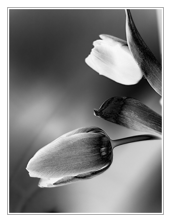 Tulpen