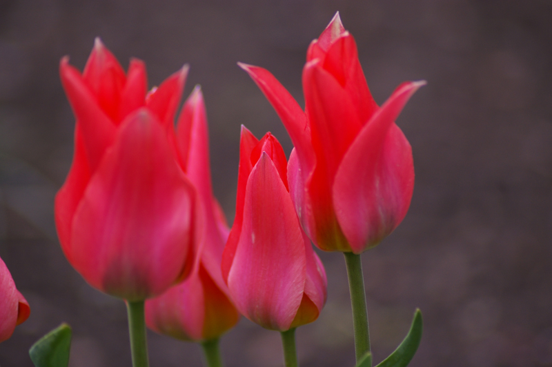 tulpen