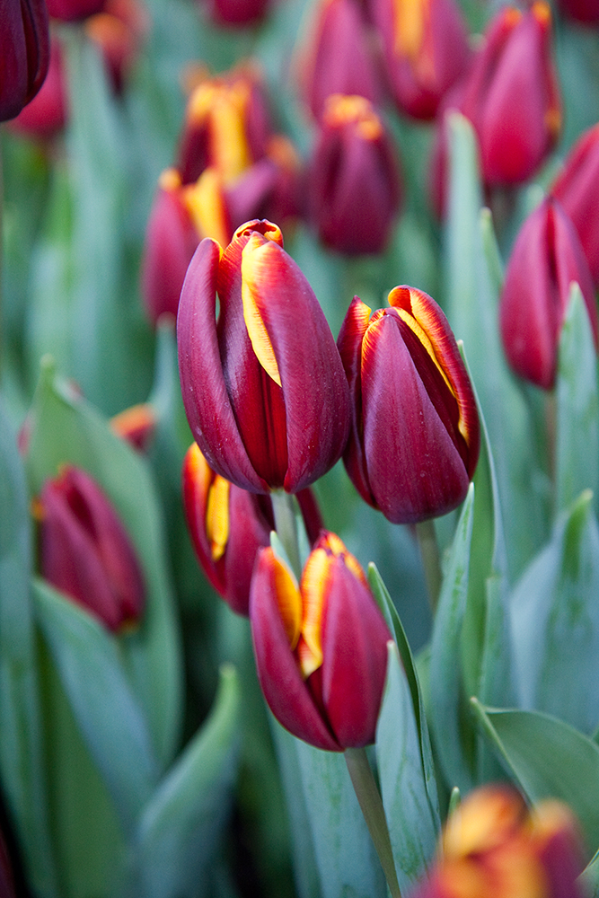 Tulpen