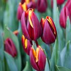 Tulpen