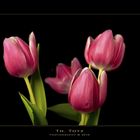 Tulpen