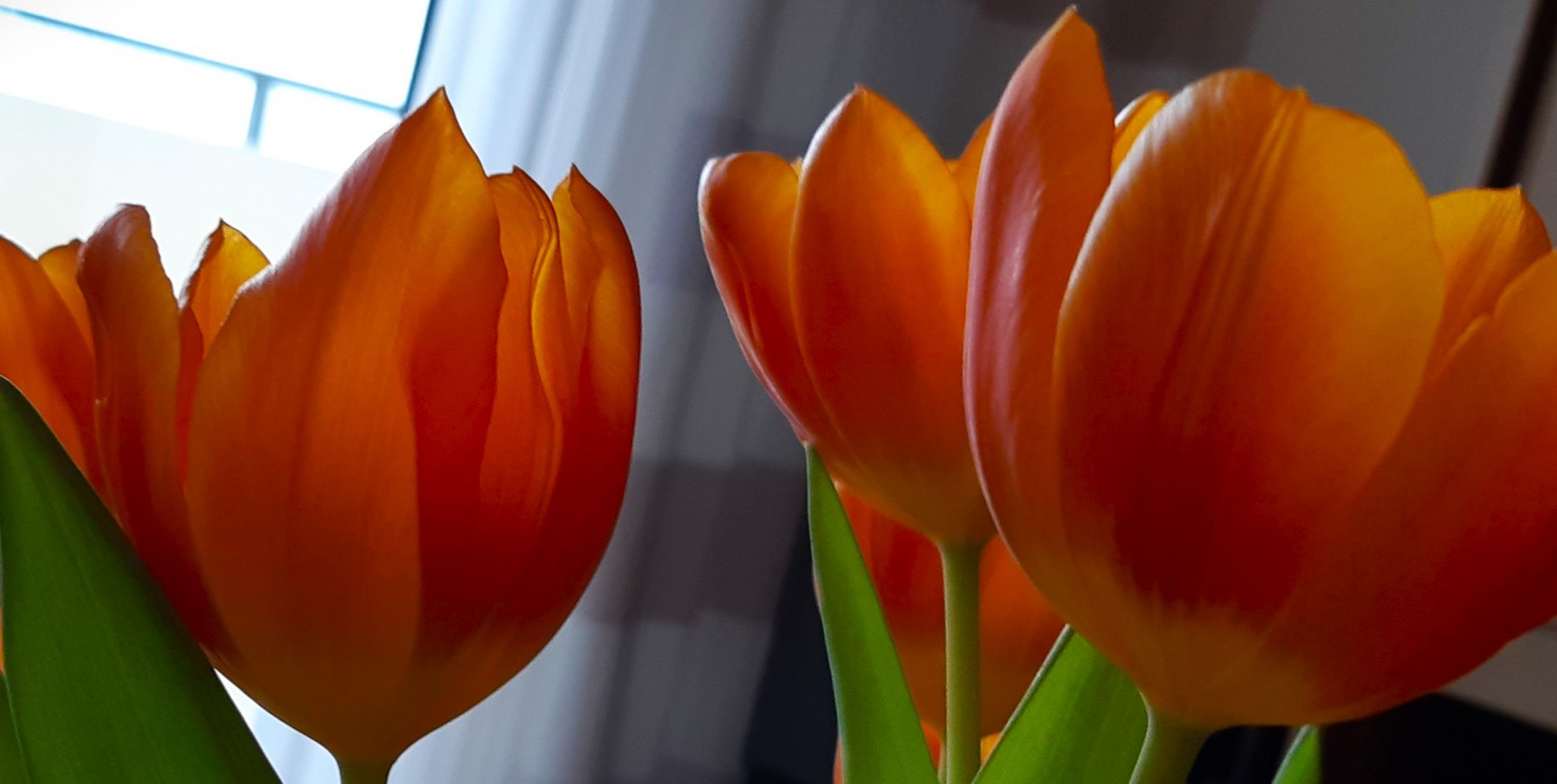 Tulpen