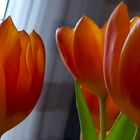 Tulpen