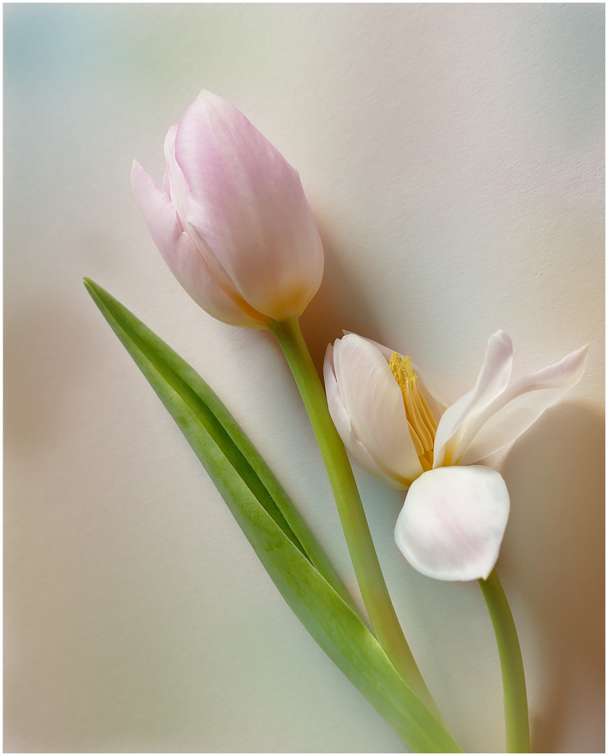 ...Tulpen...