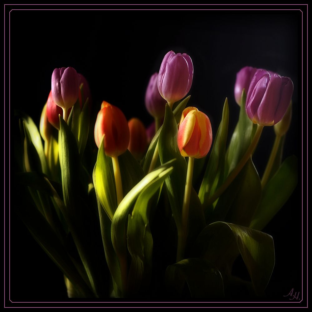 Tulpen