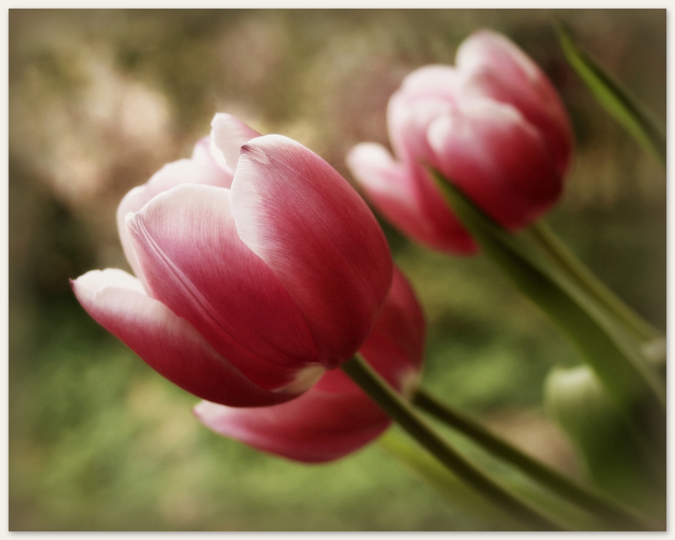 ~Tulpen~