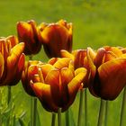 Tulpen