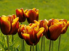 Tulpen