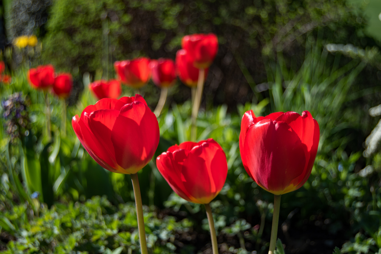 Tulpen