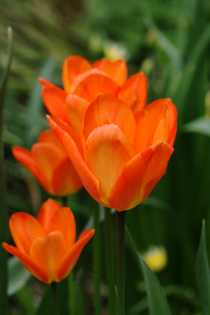 Tulpen