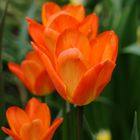 Tulpen