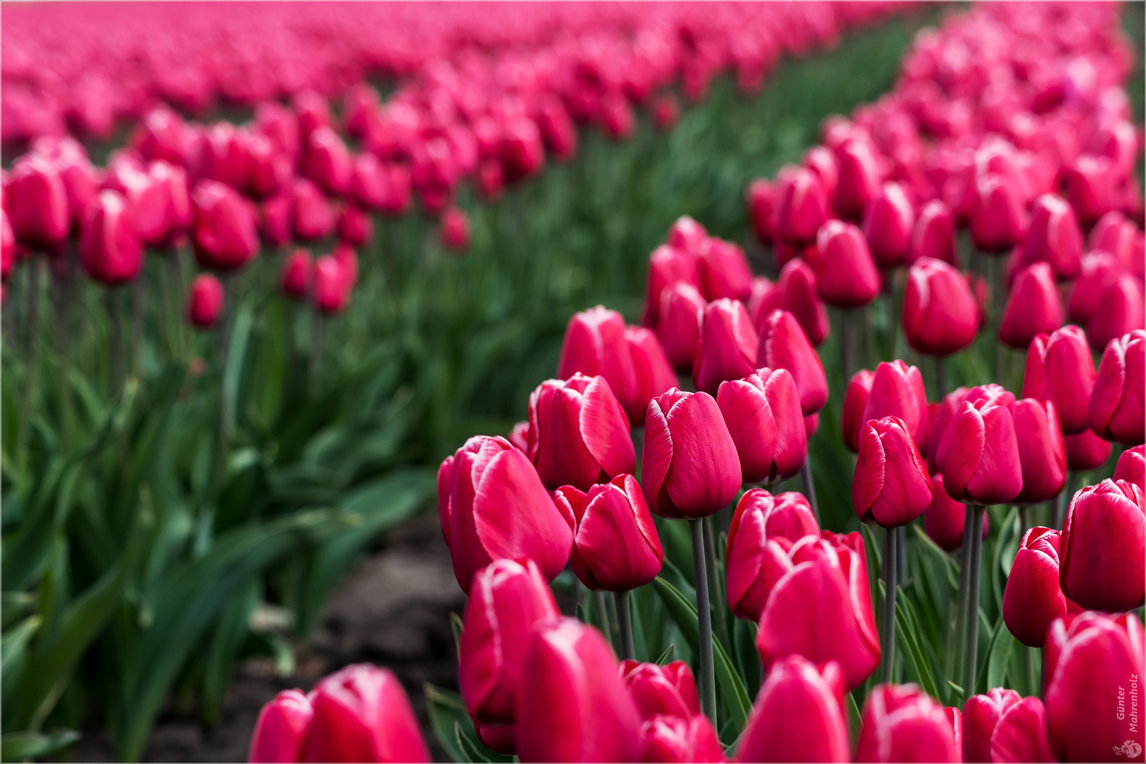 Tulpen