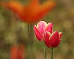 Tulpen