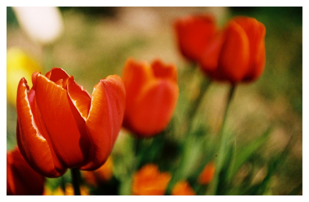 tulpen