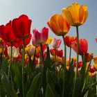 Tulpen