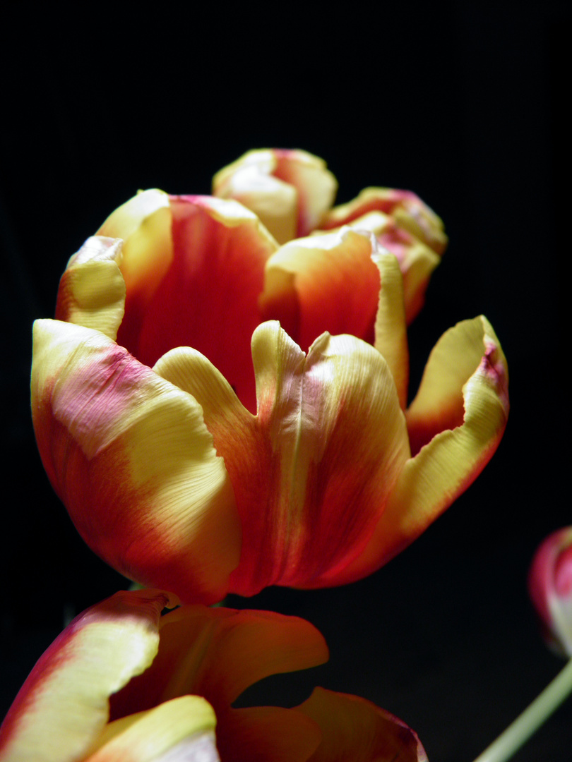 Tulpen