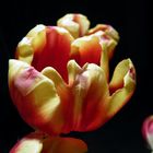 Tulpen