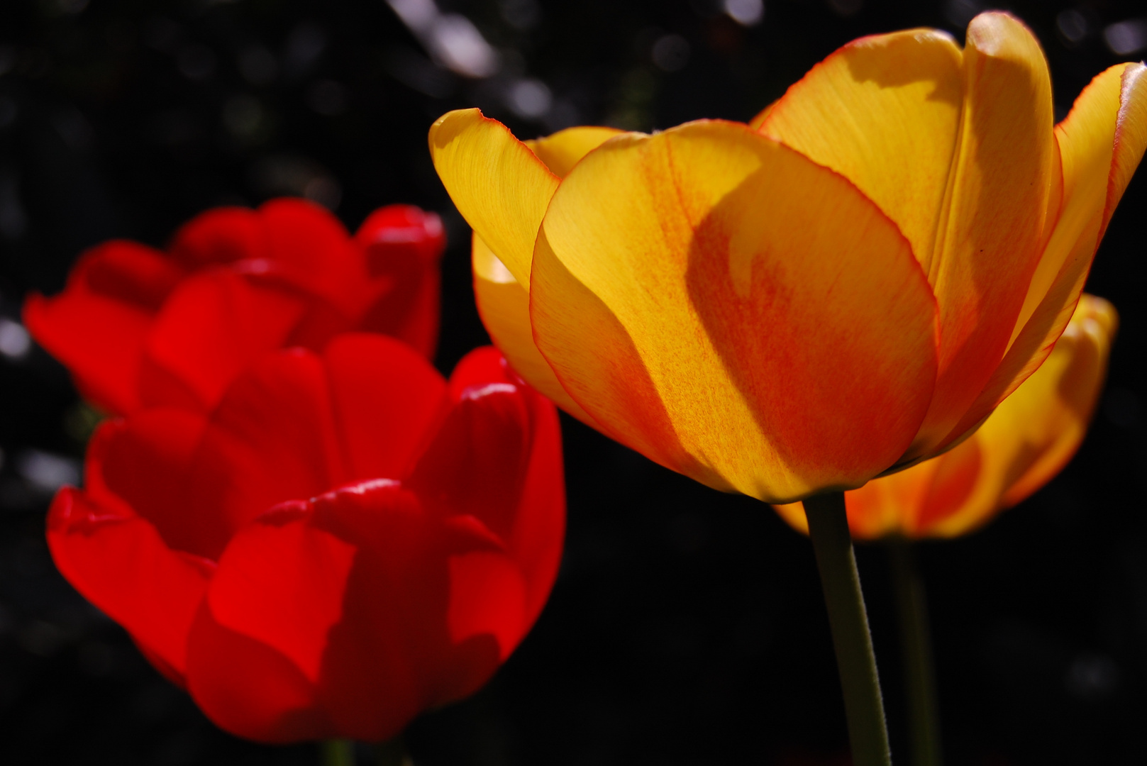 Tulpen