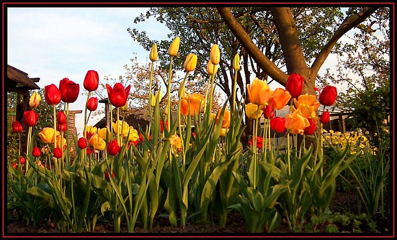 Tulpen...