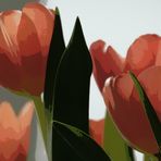 Tulpen