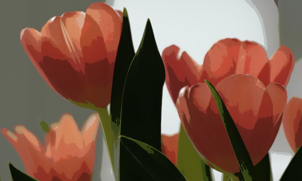 Tulpen