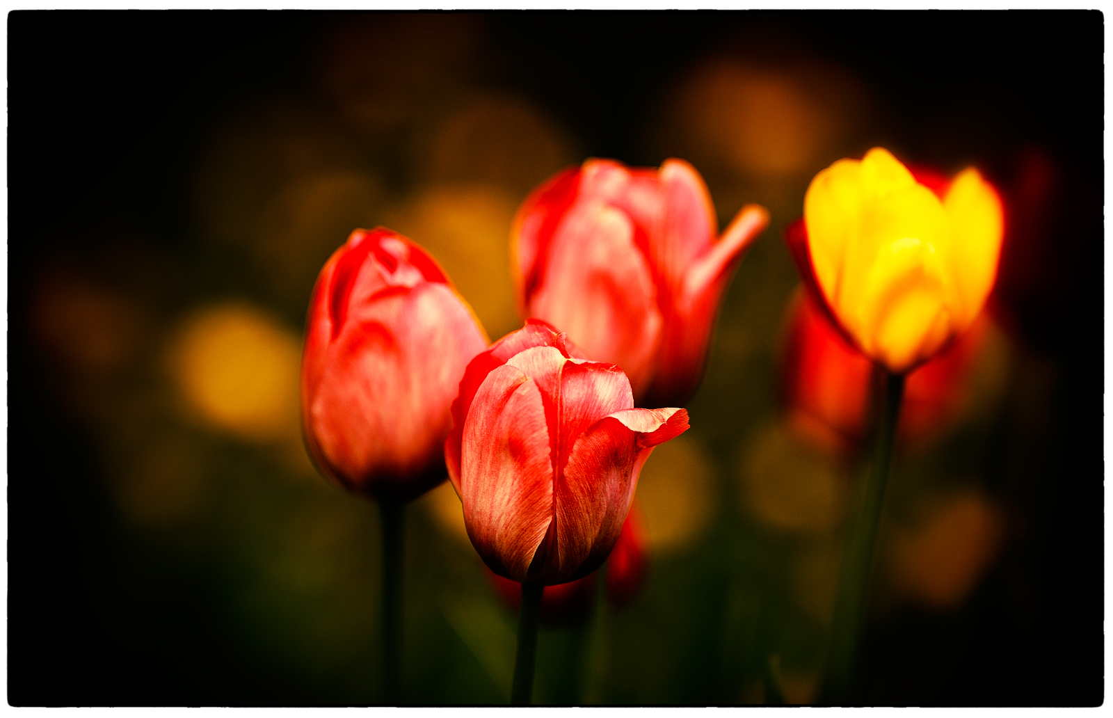 Tulpen eben ;)