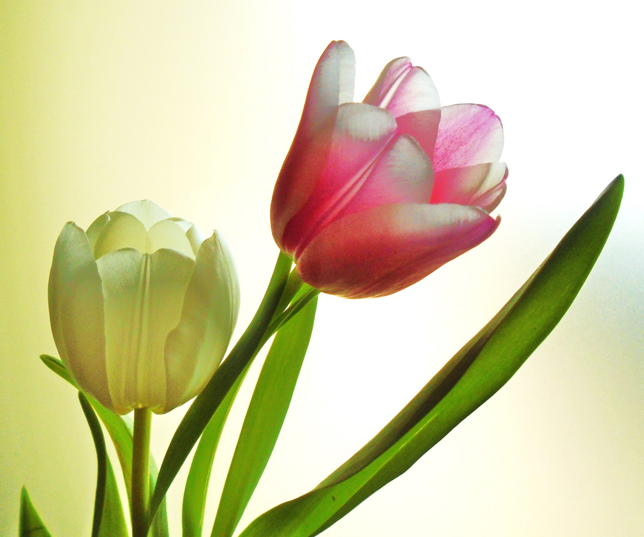 Tulpen