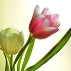 Tulpen