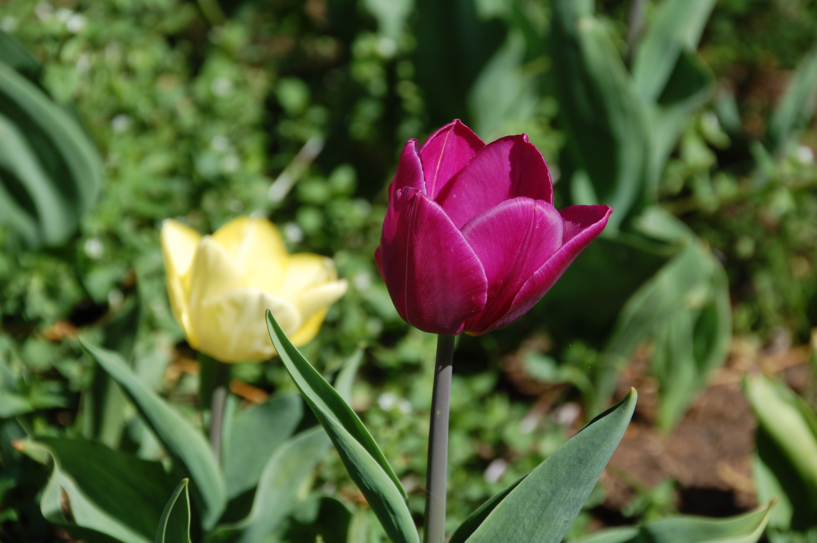 Tulpen