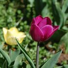 Tulpen