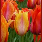 TULPEN