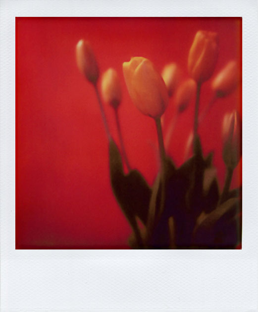 Tulpen